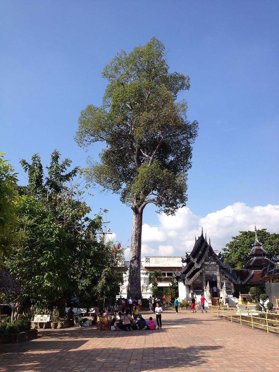 Temple, Chiang Mai, Buddist, architecture, stupa, chiangmai, HD wallpaper