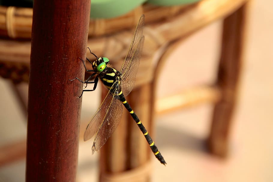 dragonfly, insects, wing, wildlife, bug, entomology, outdoor HD wallpaper