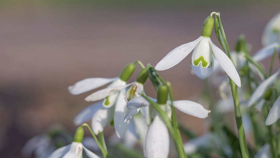 Snowflake, Spring, Flower, Plant, Nature, green, white, close-up HD wallpaper