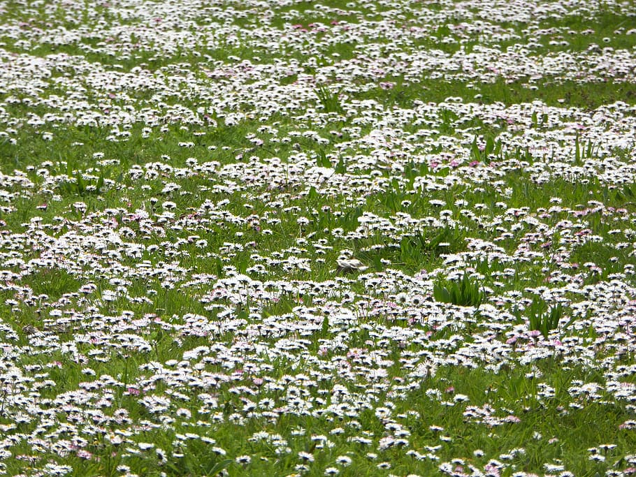 daisy, meadow, white, spring, grass, nature, garden, carpet HD wallpaper