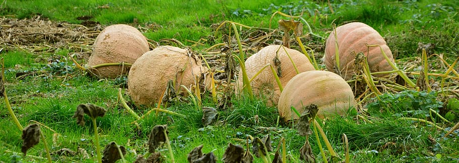 five squashes on green grass, pumpkins, giant pumpkins, pumpkin cultivation, HD wallpaper