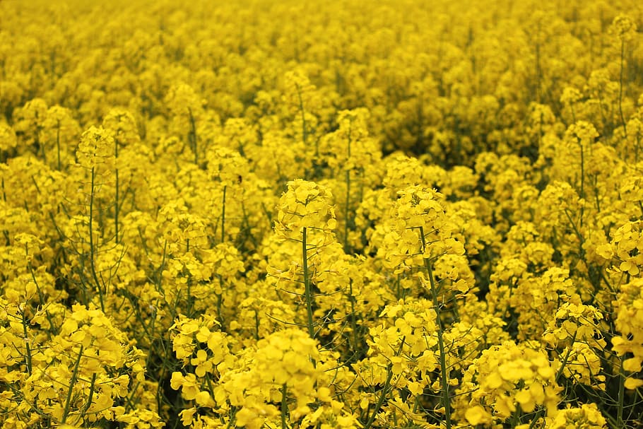 golden yellow, rape, spring, flowers, brilliant, oilseed Rape HD wallpaper