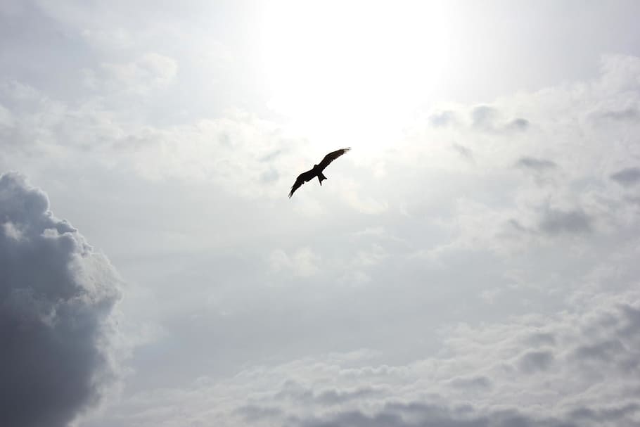 worm's eyeview photo of flying bird, soaring, wings, silhouette