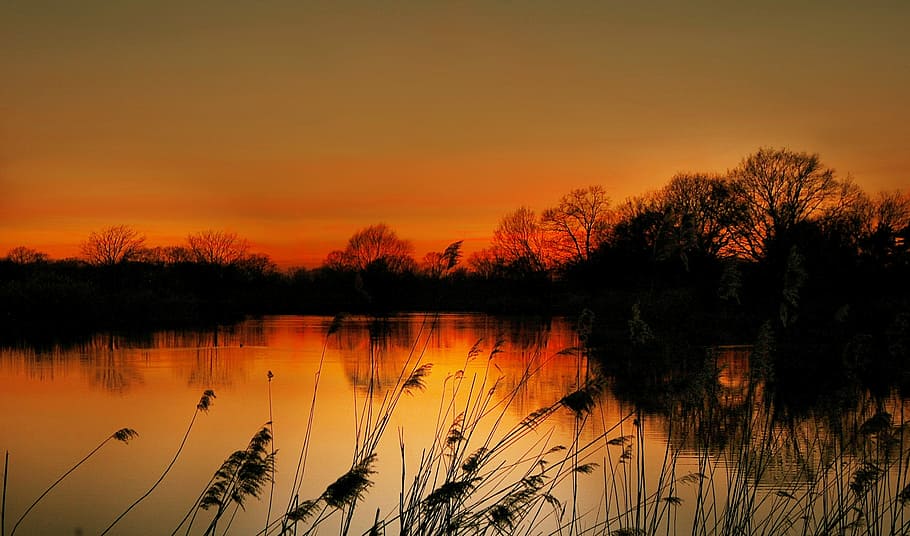 silhouette of tree and ocean, Lake, Sun, Evening, Sunset, Nature HD wallpaper