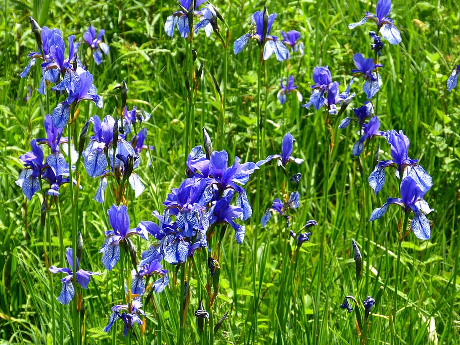 Flower, Iris, blue, flowers, blütenmeer, raindrop, intense blue, HD wallpaper