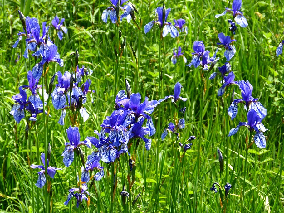 Flower, Iris, blue, flowers, blütenmeer, raindrop, intense blue HD wallpaper