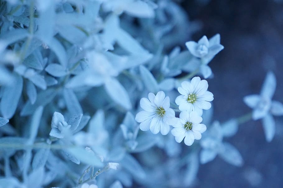 white, flower, bloom, blossoms, nature, plant, blur, flowering plant HD wallpaper