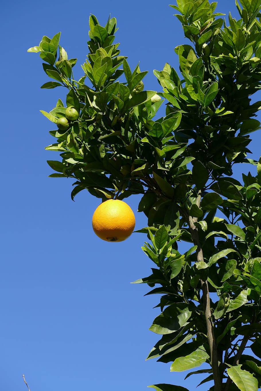 orange, zuidvrucht, fruit, sap, vitamins, nature, agricultural HD wallpaper