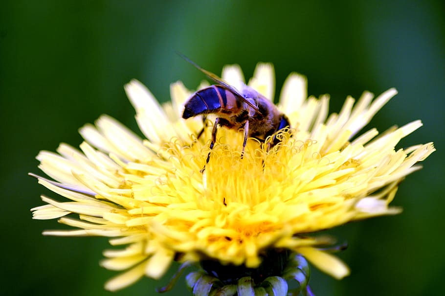 bee, blossom, bloom, insect, macro, flower, close, nature, spring HD wallpaper