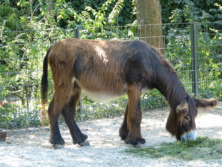 zoo, donkey, ungulate, brown, animal, animal themes, mammal HD wallpaper