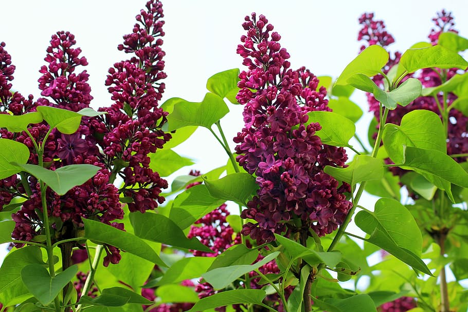 pink lilac flowers, without, bush, spring, flowering, violet HD wallpaper