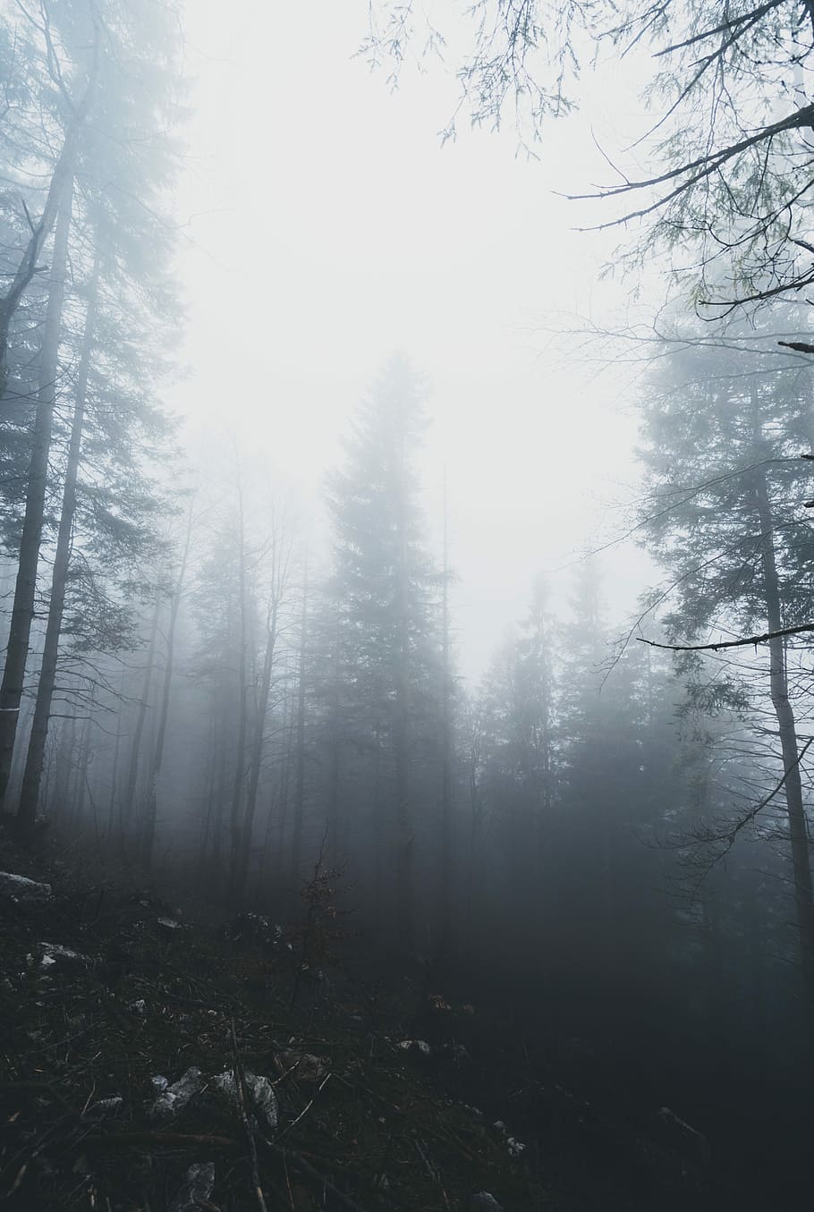 forest trees with smoke fog, forest with fog, misty, foggy, sky, HD wallpaper