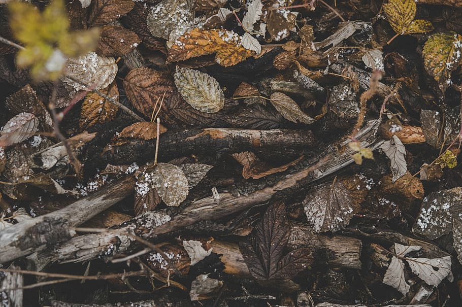 scenery of brown dried leaves, firewood stock, outdoor, environment HD wallpaper