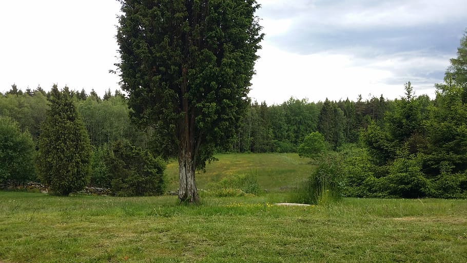 summer, tree, forest, himmel, grass, green, sky blue, landscapes HD wallpaper