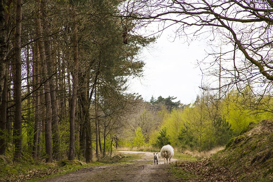 Forest, Sheep, Lamb, Cute, Environment, nature, animal, agriculture HD wallpaper