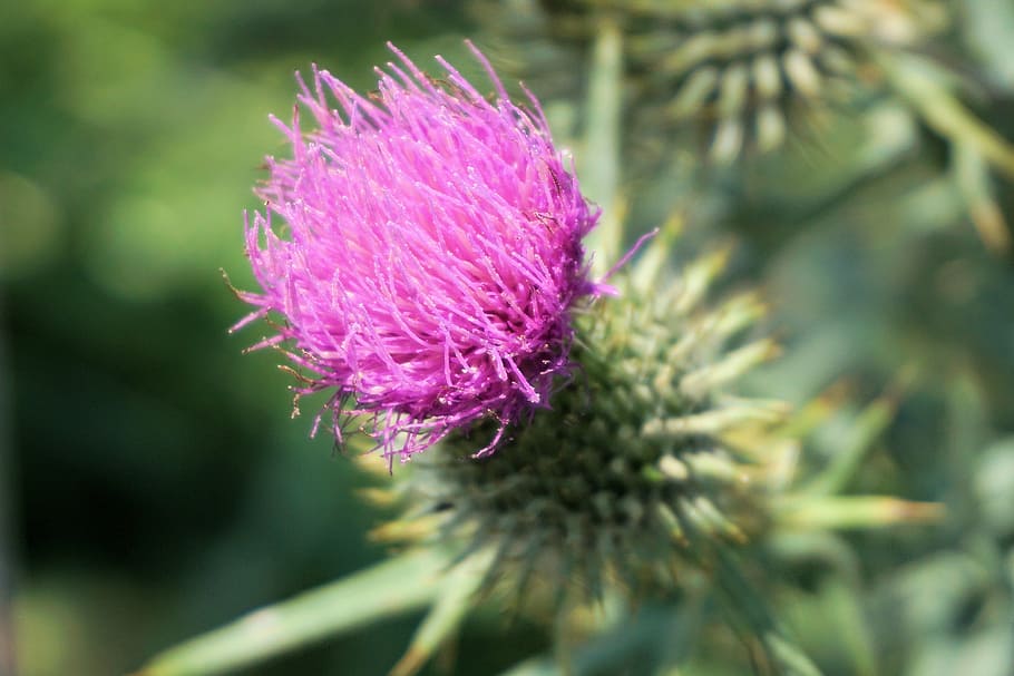 flower, thistle, blossom, bloom, purple, nature, macro, prickly HD wallpaper