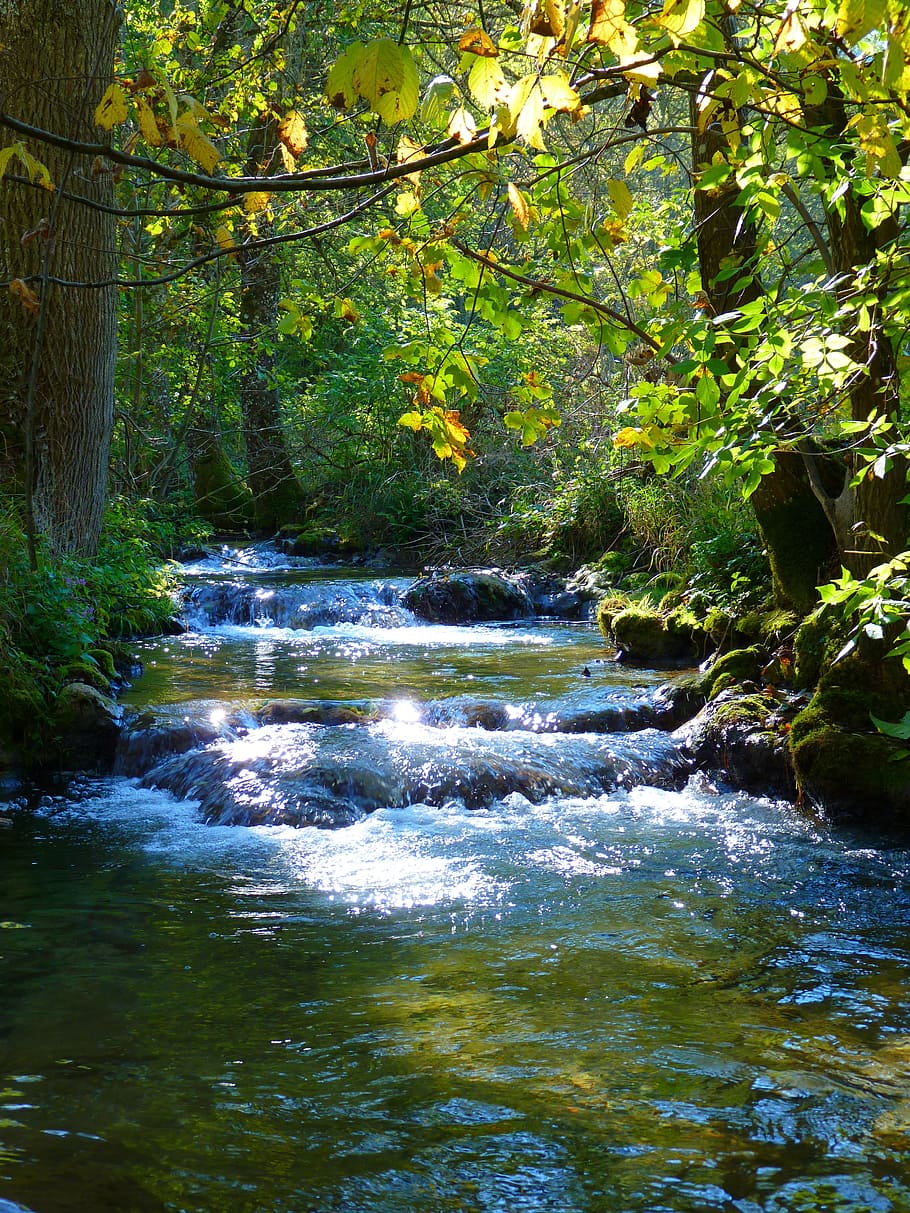 river in the middle of forest during day time, bach, creek HD wallpaper