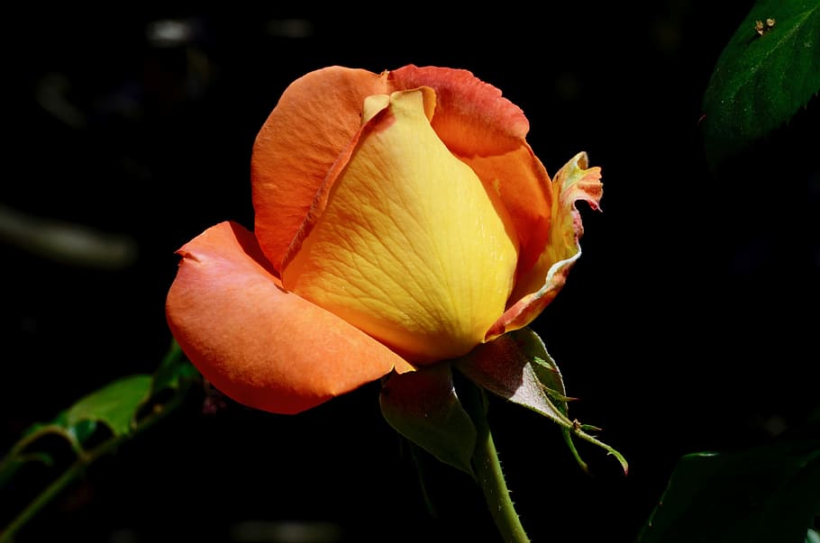 rose, blossom, bloom, close, red rose, flower, garden, rose blooms HD wallpaper
