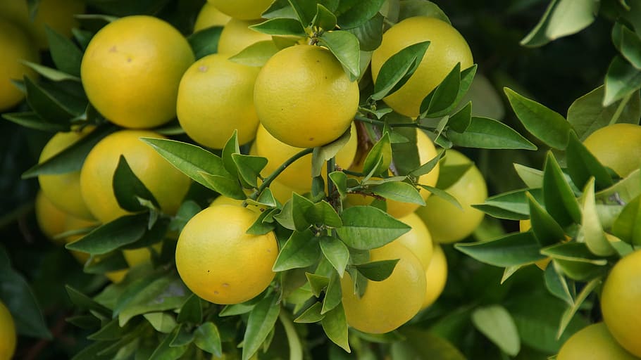 lemon lot, grapefruit, garden, tree, leaves, green, food and drink