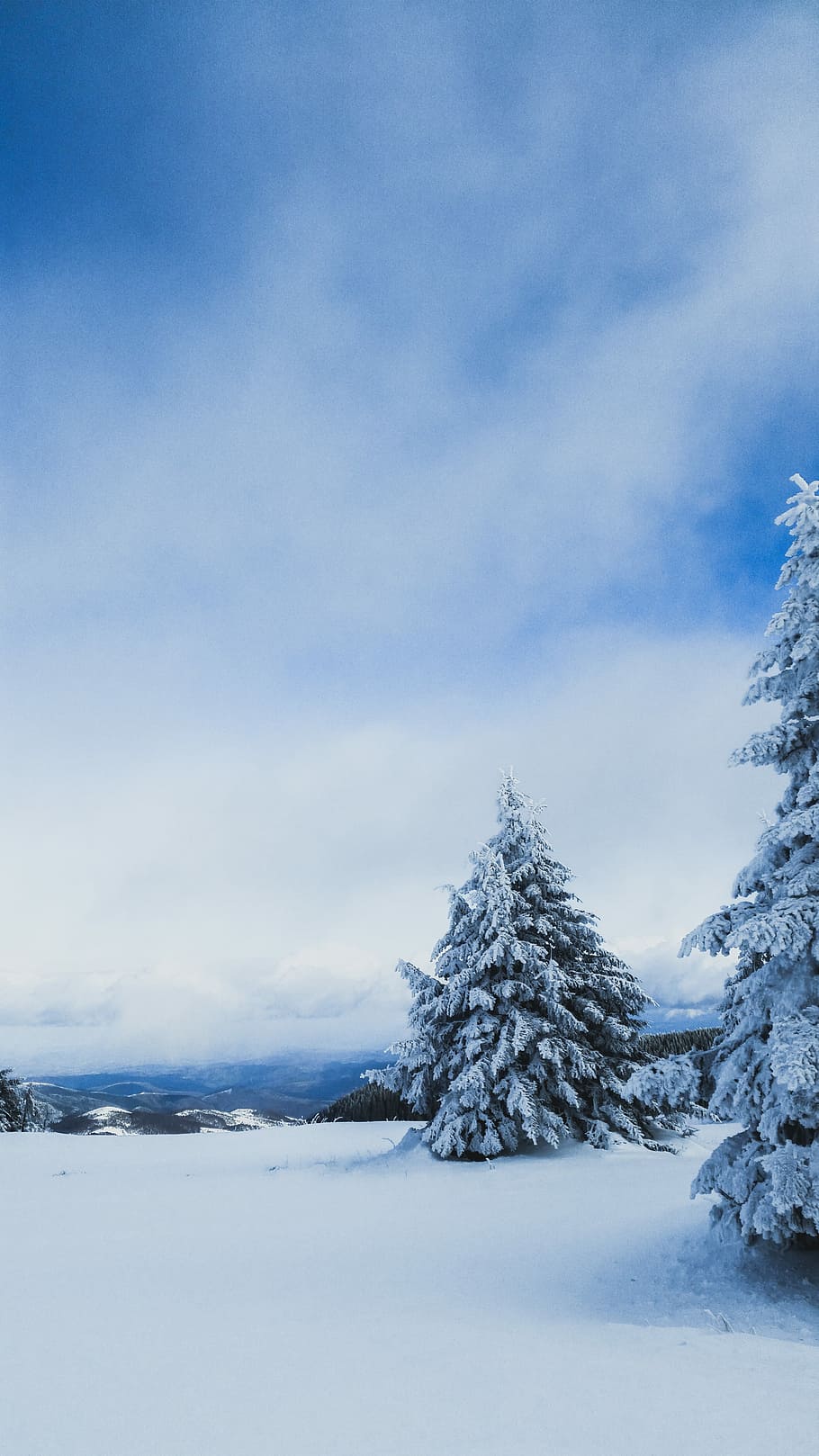 photograph of pine tree covered in snow, sky, blue, cloud, woodland HD wallpaper