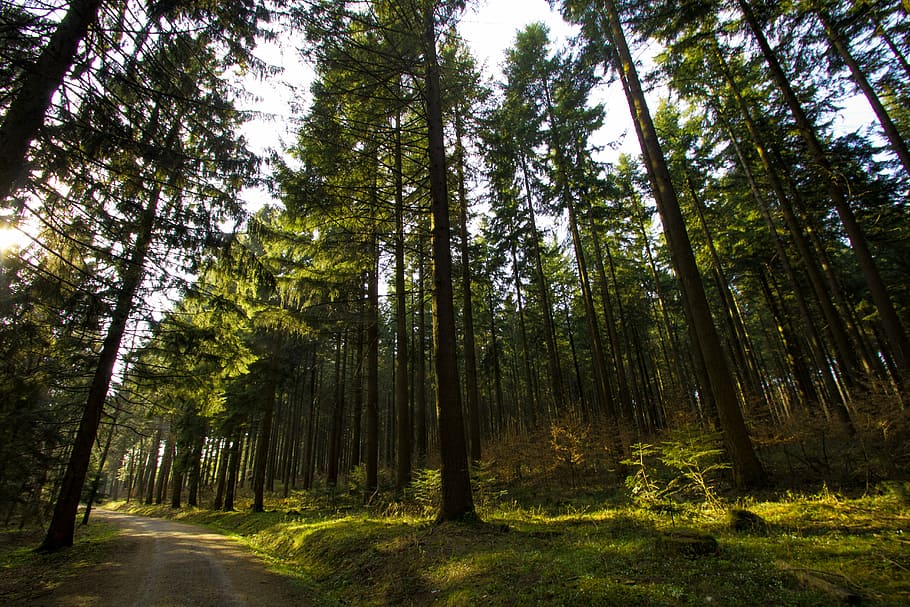 Forest, Hunter, Hut, forests, hunting, hunter was, delight HD wallpaper