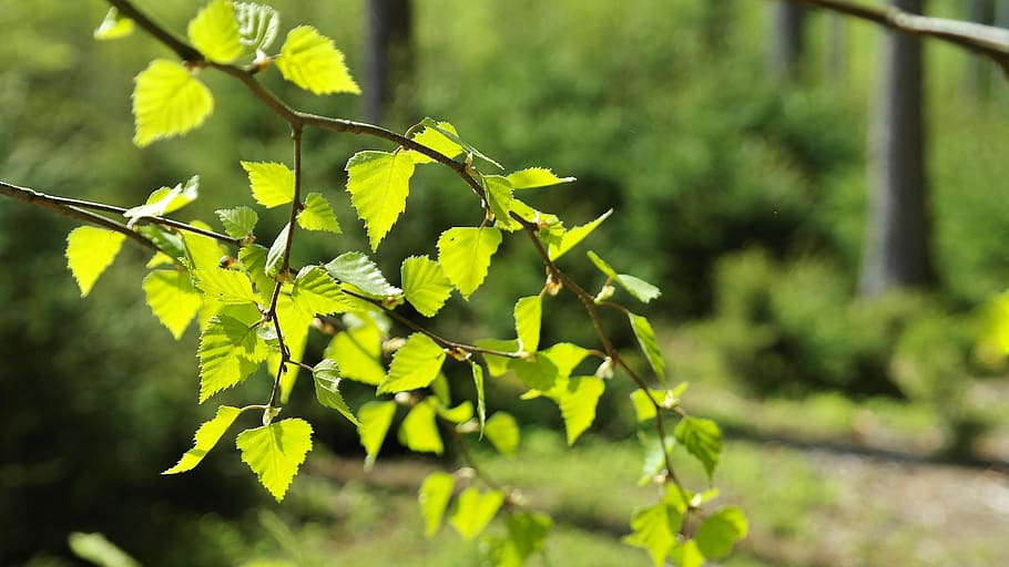 selective focus photo of green leaves during daytime, Forest HD wallpaper