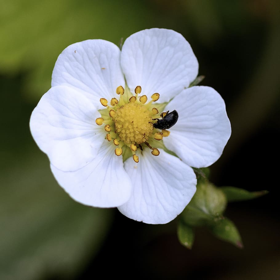 macro, flower, beetle, nature, flowering plant, petal, fragility HD wallpaper