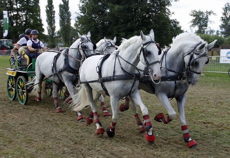 cavalry, horse, tableware, mammal, reiter, stallions, mold HD wallpaper