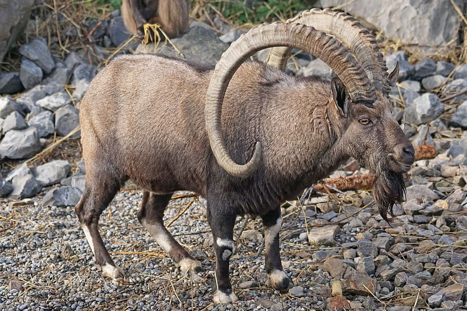 gray ram standing on gray gravel taken during daytime, animals, HD wallpaper