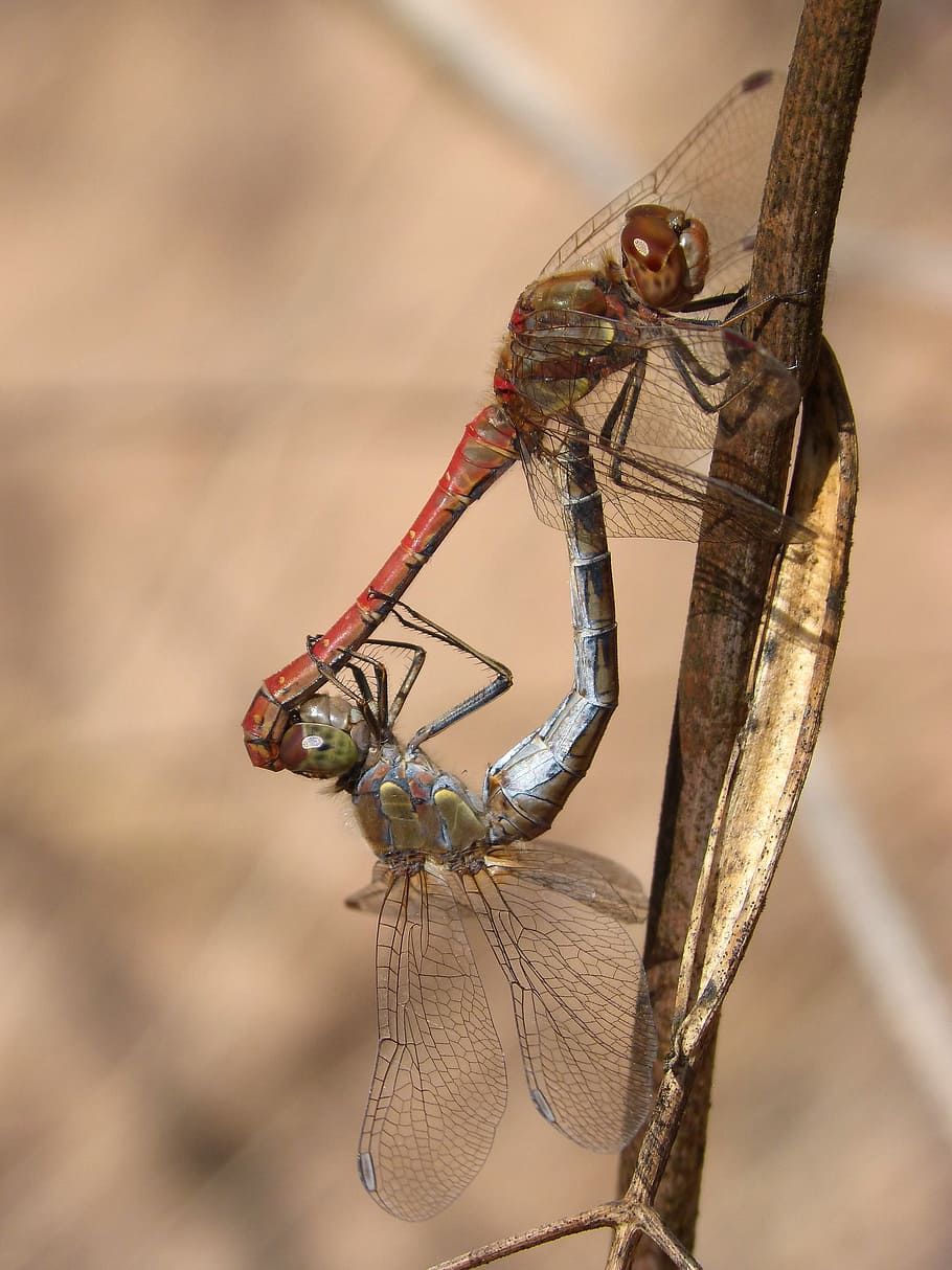 Dragonflies, Couple, Copulation, insects mating, branch, detail HD wallpaper