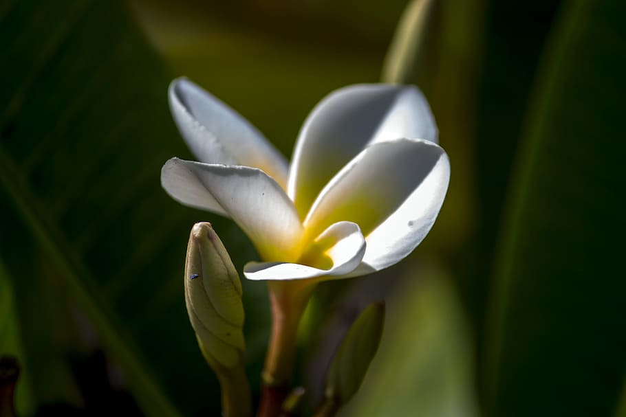 flower, flowers, nature, garden, spring, colorful flowers, ornamental plant HD wallpaper