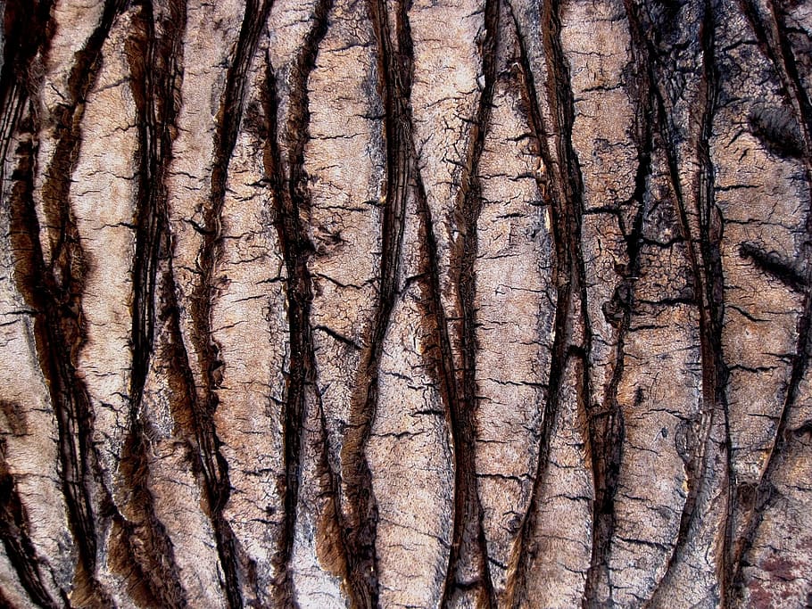 untitled, trunk, bark, textured, pattern, diamond, palm, full frame HD wallpaper
