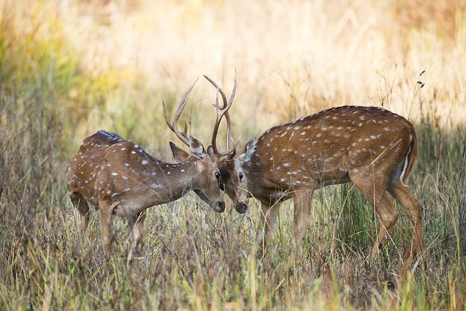 two fighting brown deer on green grass, two brown spotted deer on green grass field during daytime HD wallpaper