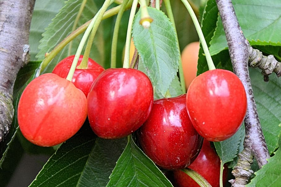 cherries, leaves, tree, red, fruits, cherry, sweet cherry, delicious HD wallpaper