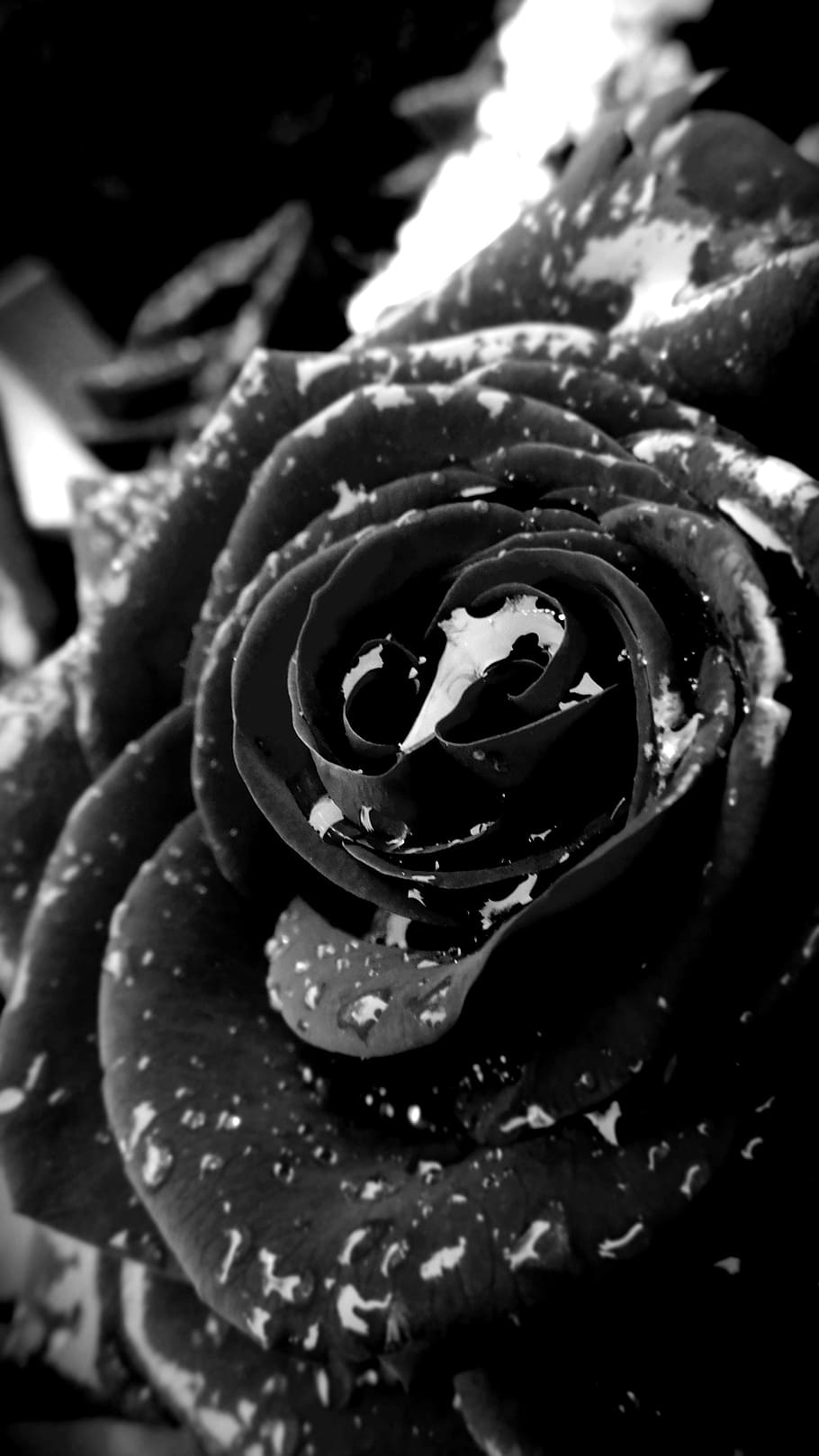 Черная роза с каплями