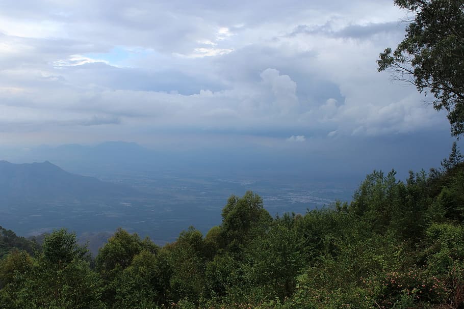 rainy, dense, clouds, tree, plant, cloud - sky, beauty in nature HD wallpaper