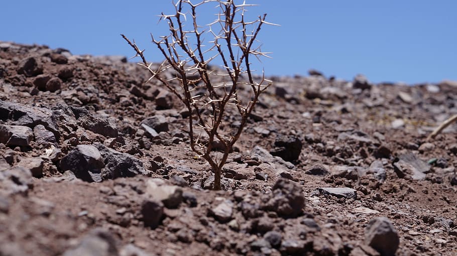 dry, landscape, dry tree, nature, selective focus, no people HD wallpaper