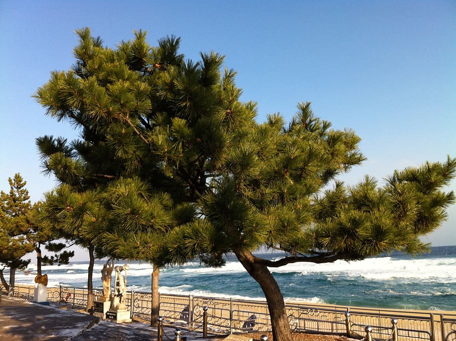 pine, wood, sea, tree, plant, sky, water, growth, nature, day HD wallpaper