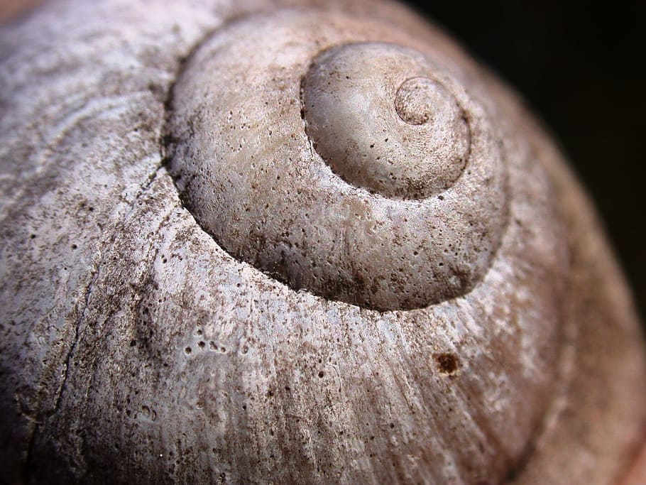 brown snail shell, conch, nature, mollusk, limestone, close-up HD wallpaper