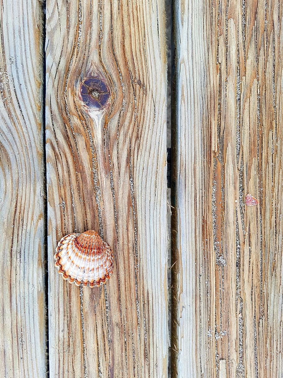 shell, sea, beach, sand, tide, simple, wood, texture, old, pattern HD wallpaper