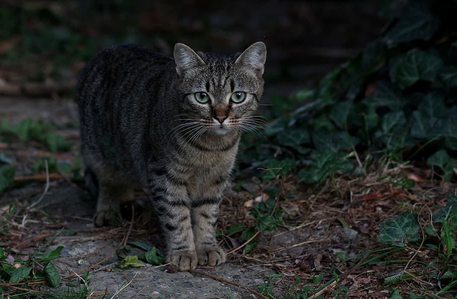 black tabby kitten standing near green plants, cat, stripes HD wallpaper