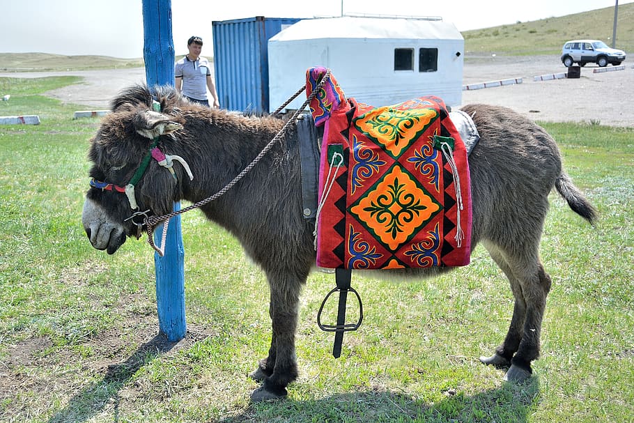 donkey, animals, kazakh pattern, stroll, mammal, domestic animals HD wallpaper