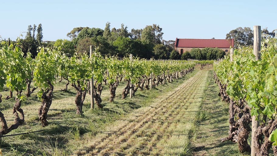 vineyard, wines, fruit, valley, grapevine, agriculture, plant HD wallpaper