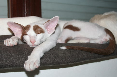 sleeping brown and white cat, dreams, rest, kitten, oriental shorthair HD wallpaper