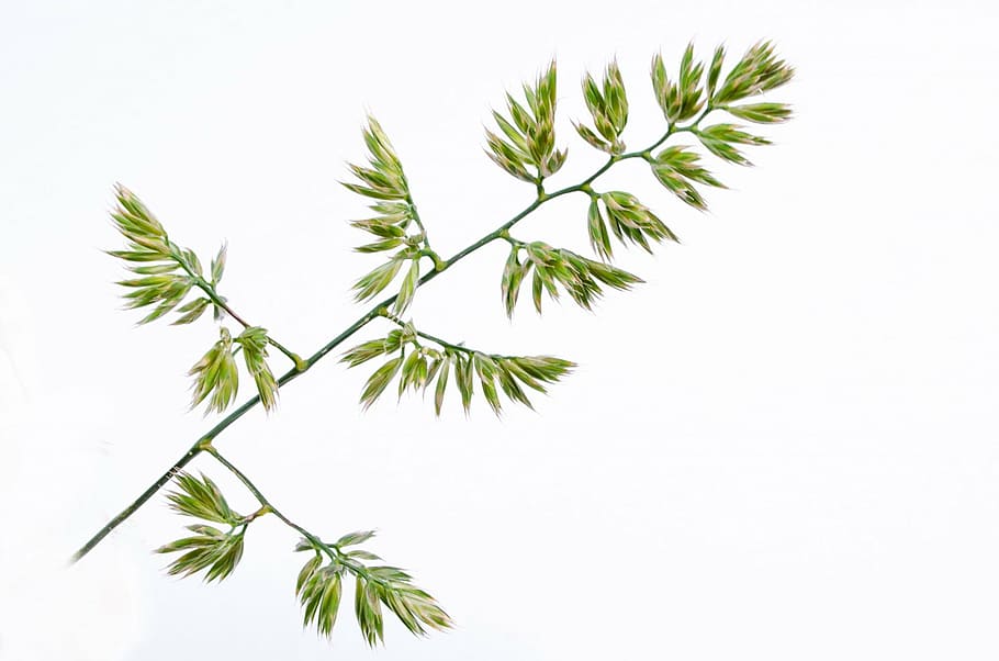 white, plant, sunlight, isolated, meadow, green, conservation HD wallpaper