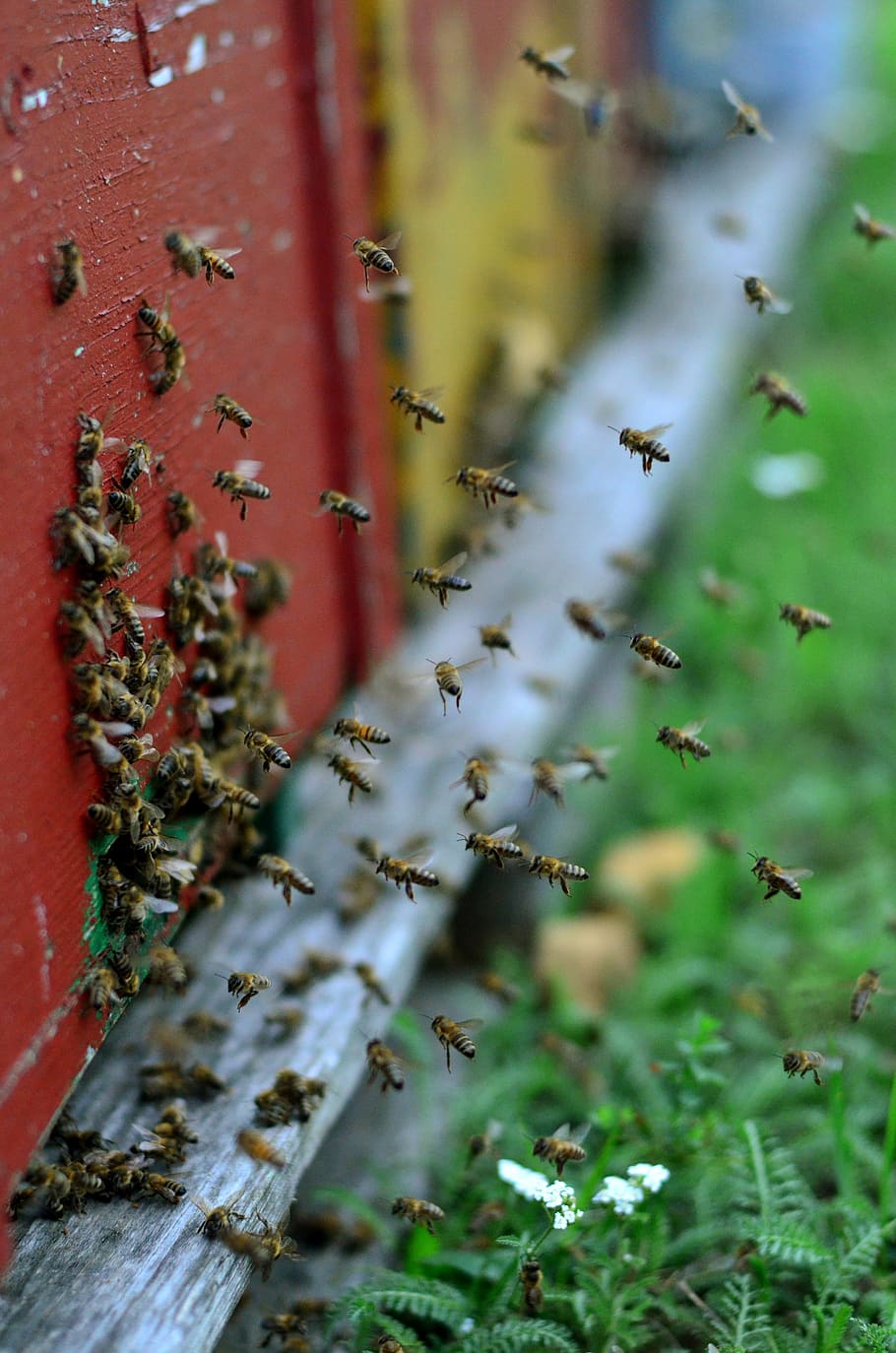 bees, hive, flight, wood, plant, nature, day, growth, no people HD wallpaper