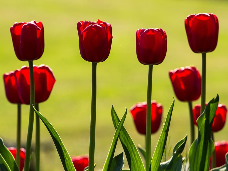 tulips, spring, light, colorful, red, macro, nature, springtime HD wallpaper