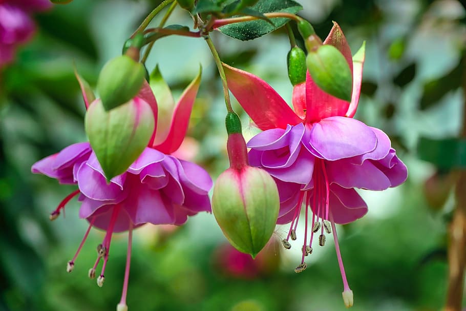selective focus photography of pink fuchsia flowers, fuchsia wind chime