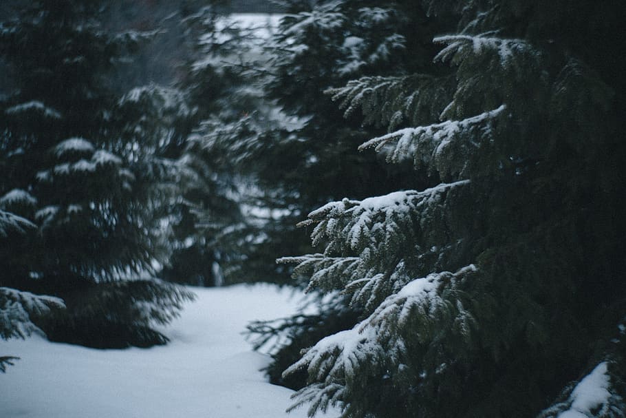 nature, forests, trees, snow, blanket, ground, winter, cold temperature HD wallpaper