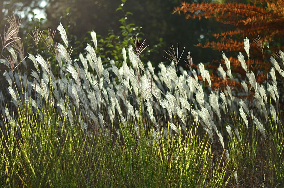 plants, spring, sunset, nature, flowers, garden, green, background HD wallpaper